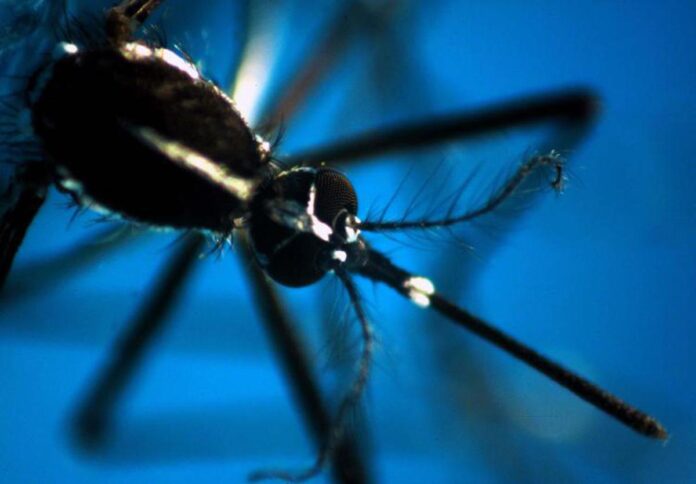 dengue,-in-italia-casi-salgono-a-197-nel-2024:-sono-tutti-importati